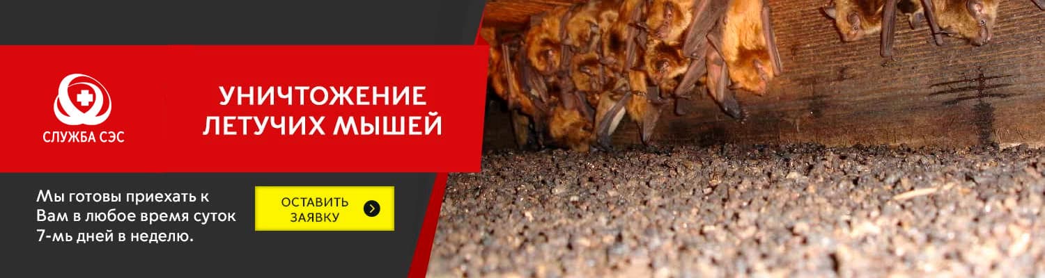 Уничтожение летучих мышей в Ивантеевке